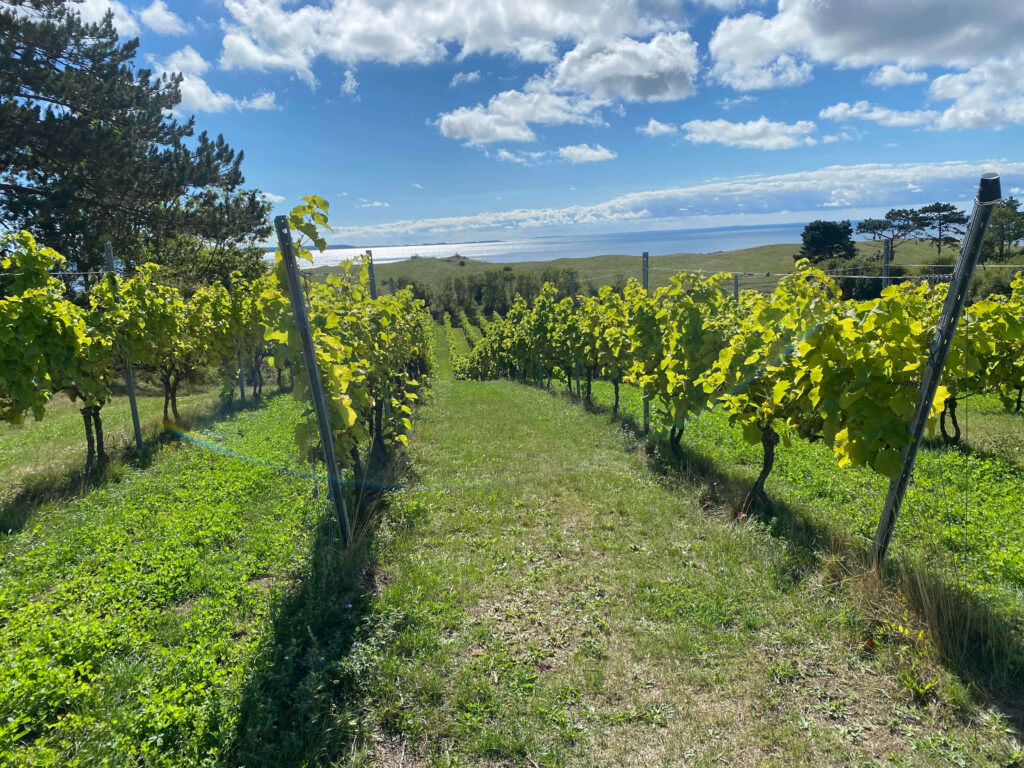 View of Samsø from a Zealand vineyard Dyrehøj Vingård.